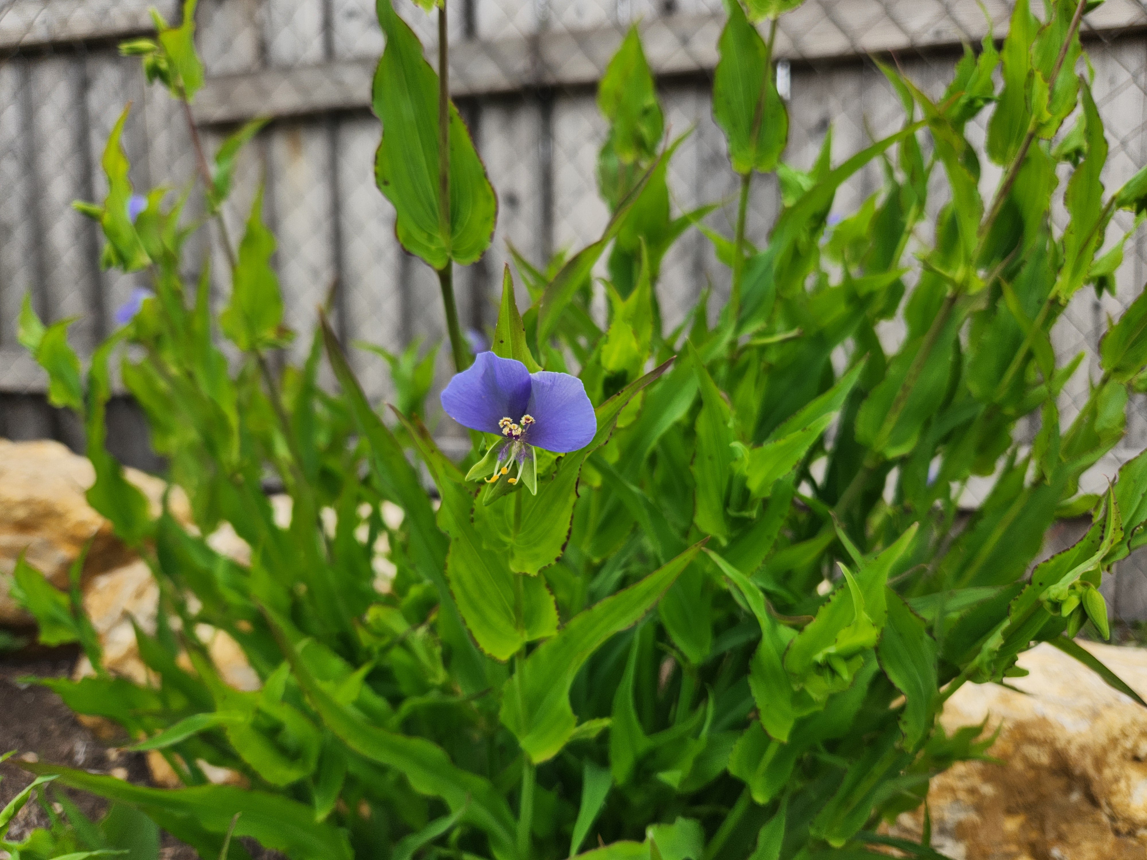 Tinantia anomala (False Dayflower)