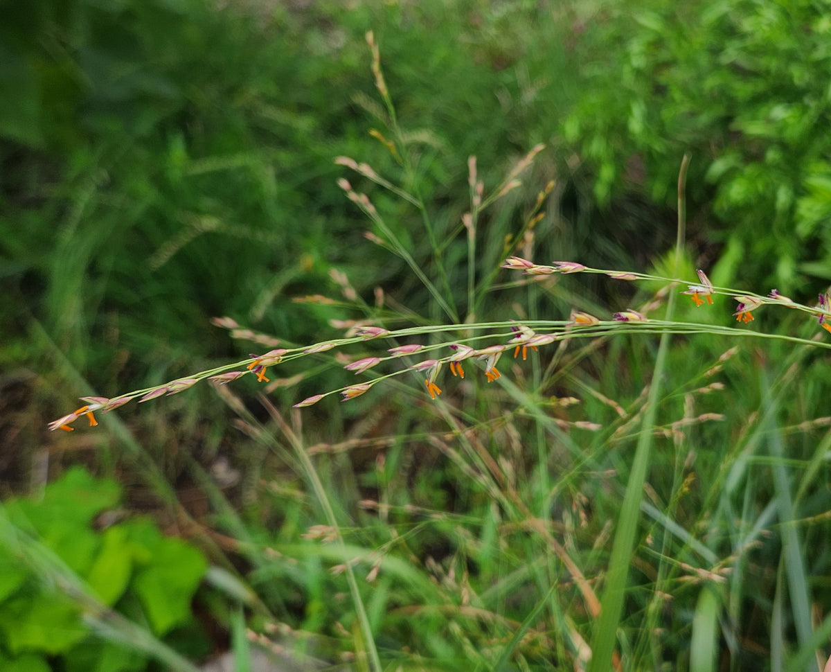 Panicum virgatum (Switchgrass)