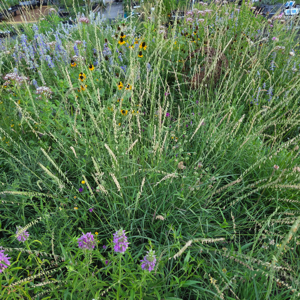 Sideoats grama (Bouteloua curtipendula)