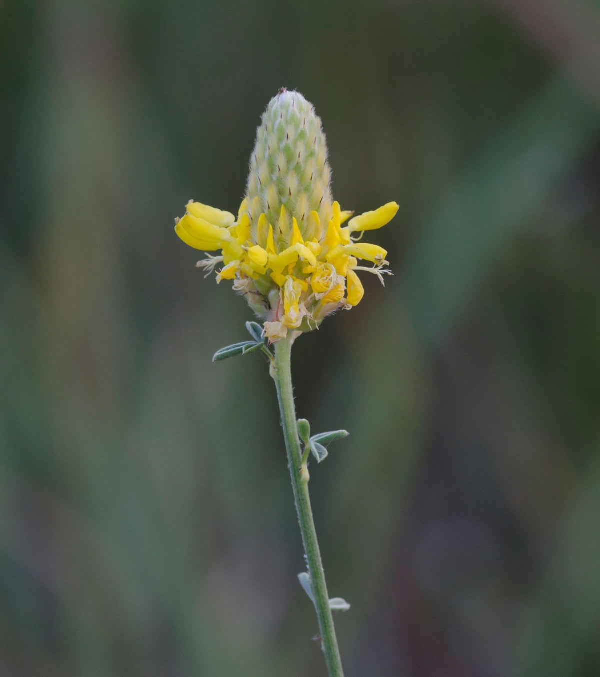 Dalea aurea (Golden Dalea)