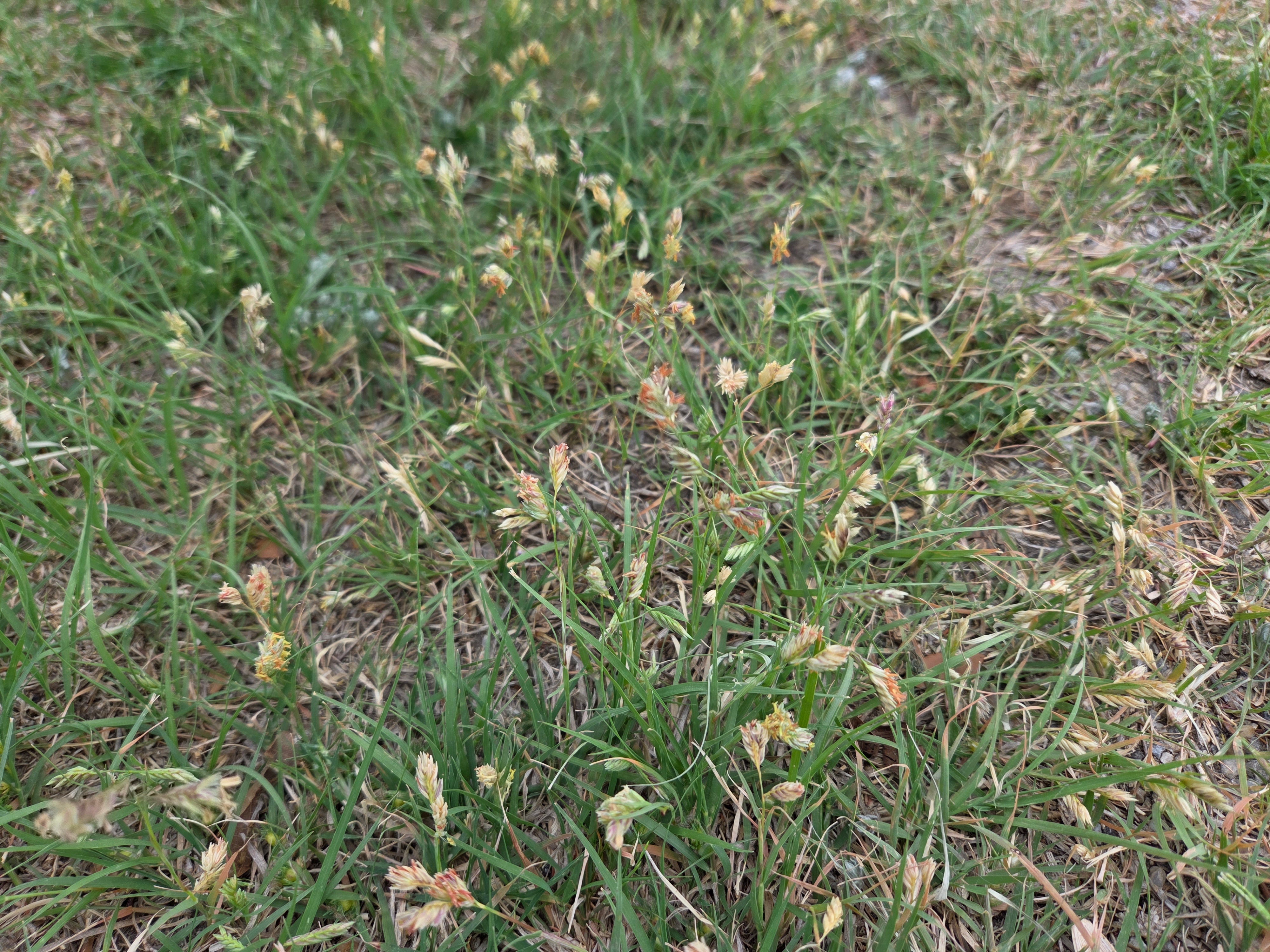 Bouteloua dactyloides (Buffalograss)