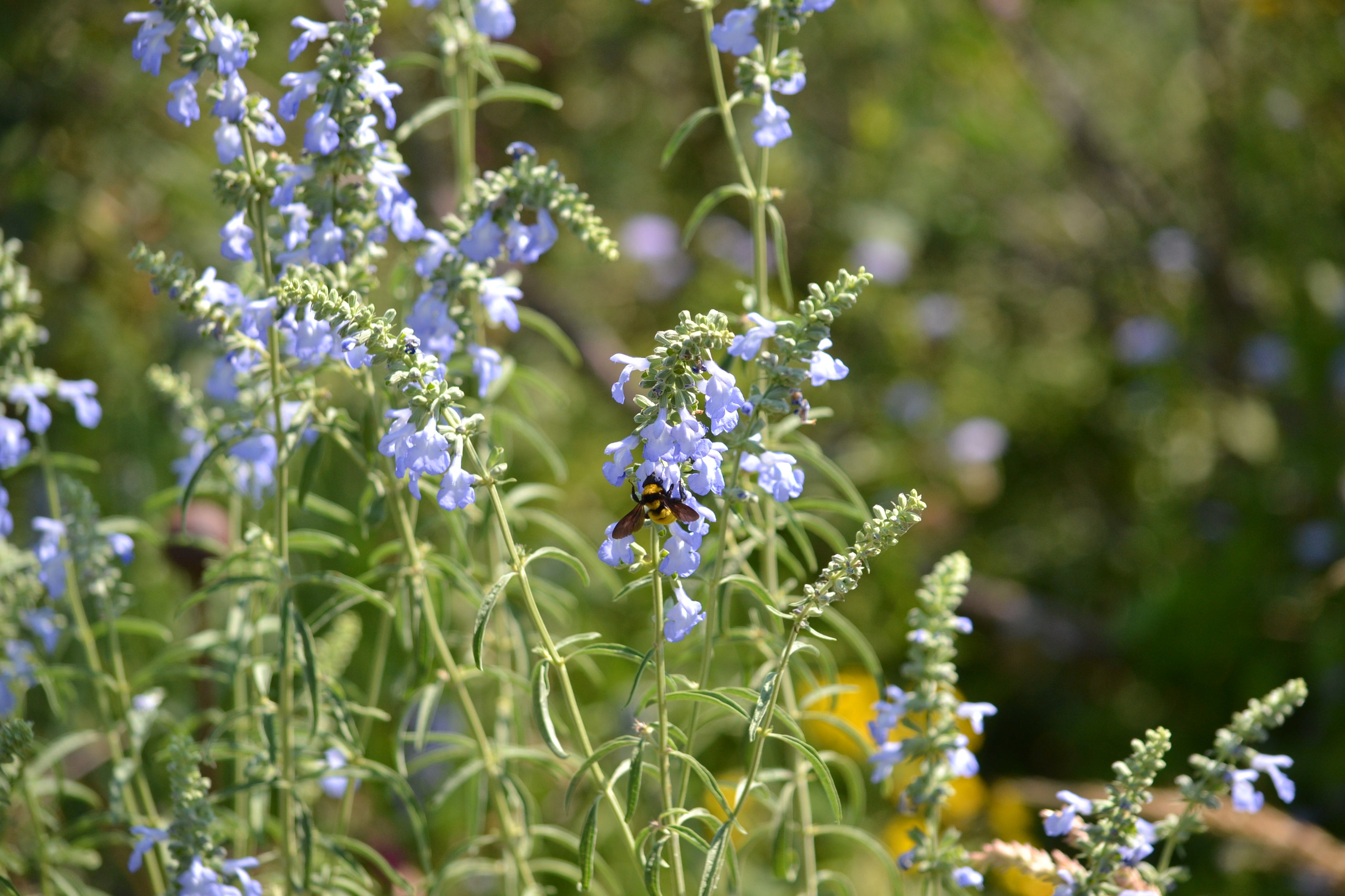 Salvia azurea (Azure Blue Sage)