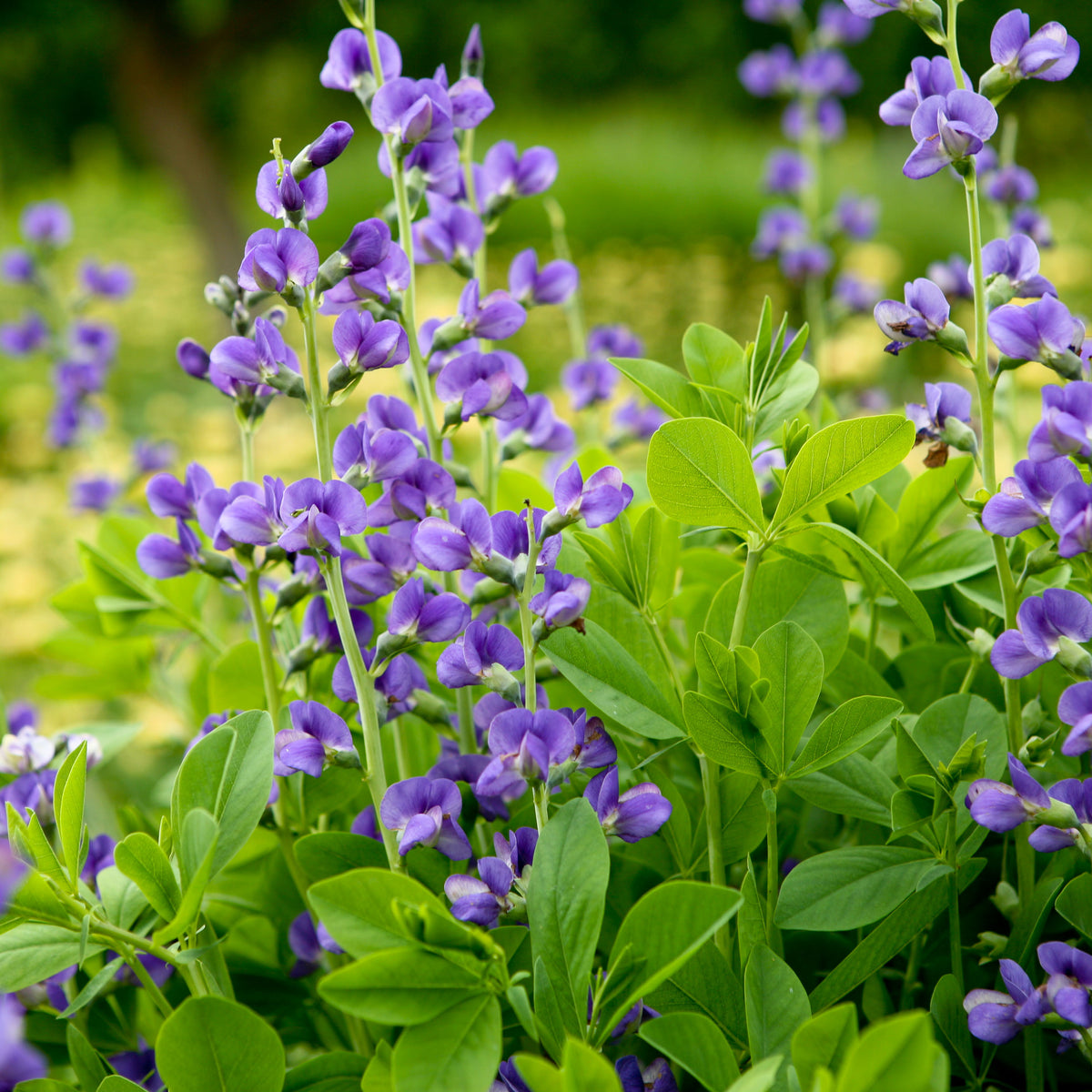 Baptisia australis (Blue Wild Indigo)