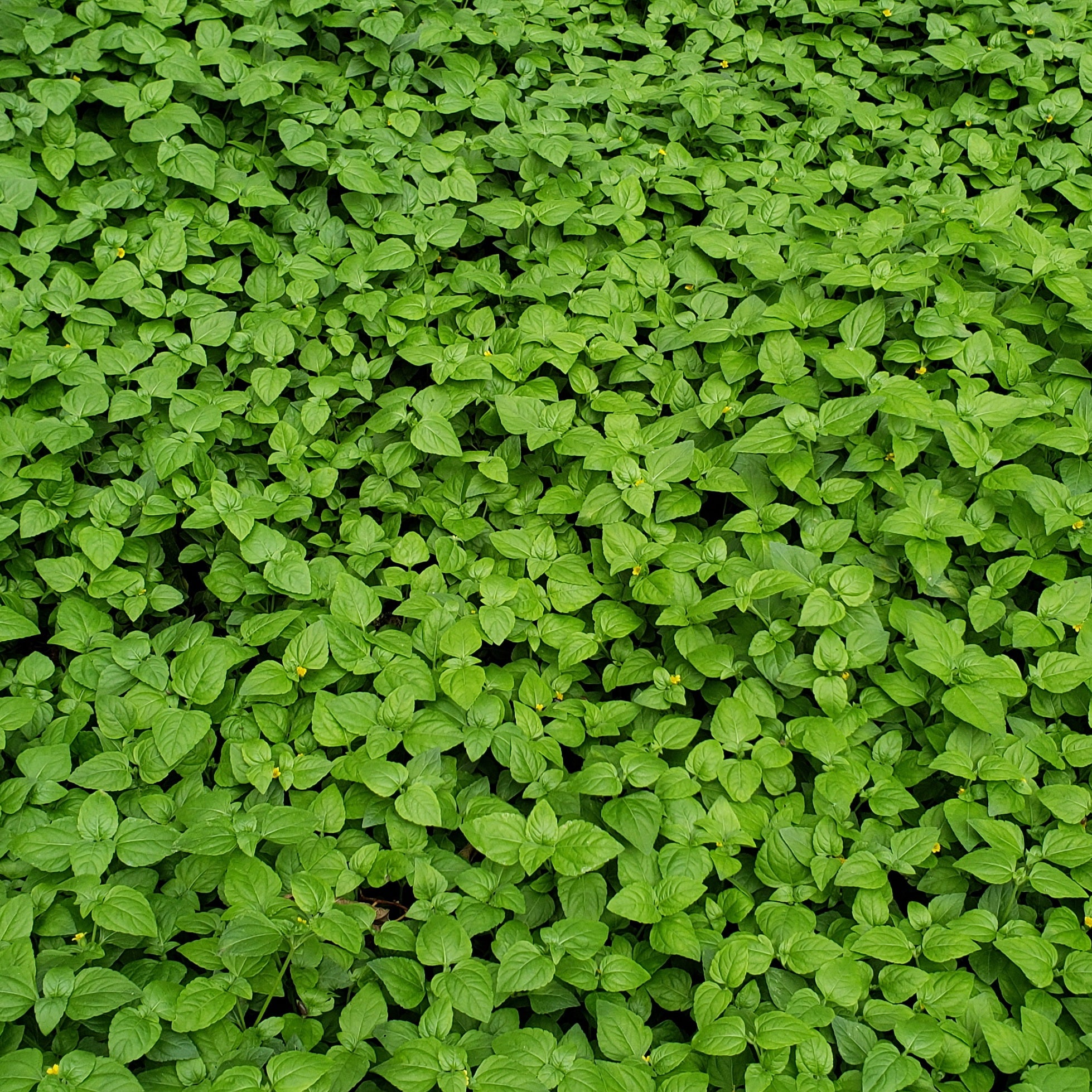 Calyptocarpus vialis (Horseherb)