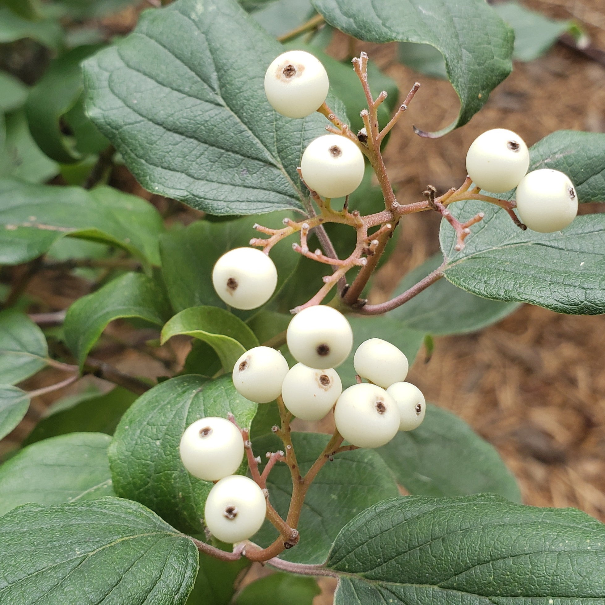 Roughleaf dogwood (Cornus drummondii)