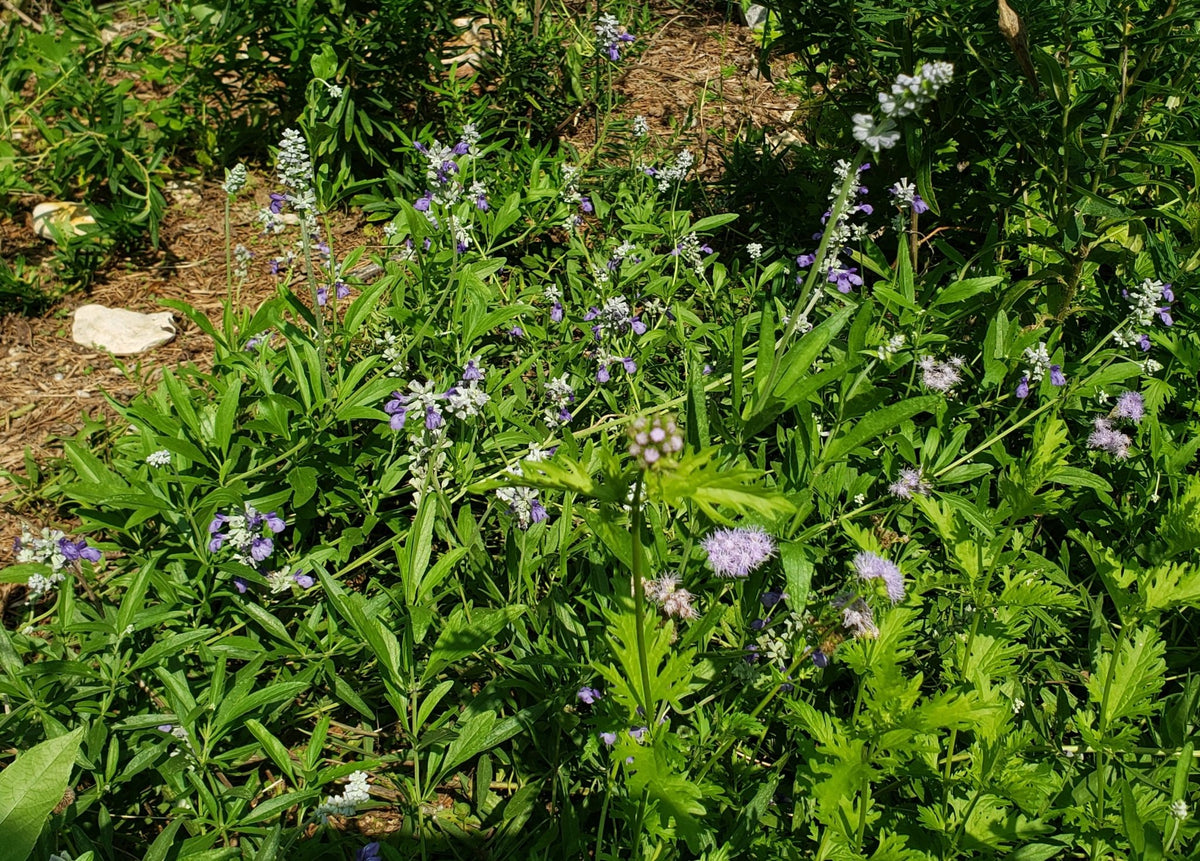 Salvia farinacea sp. (Mealy Blue Sage)