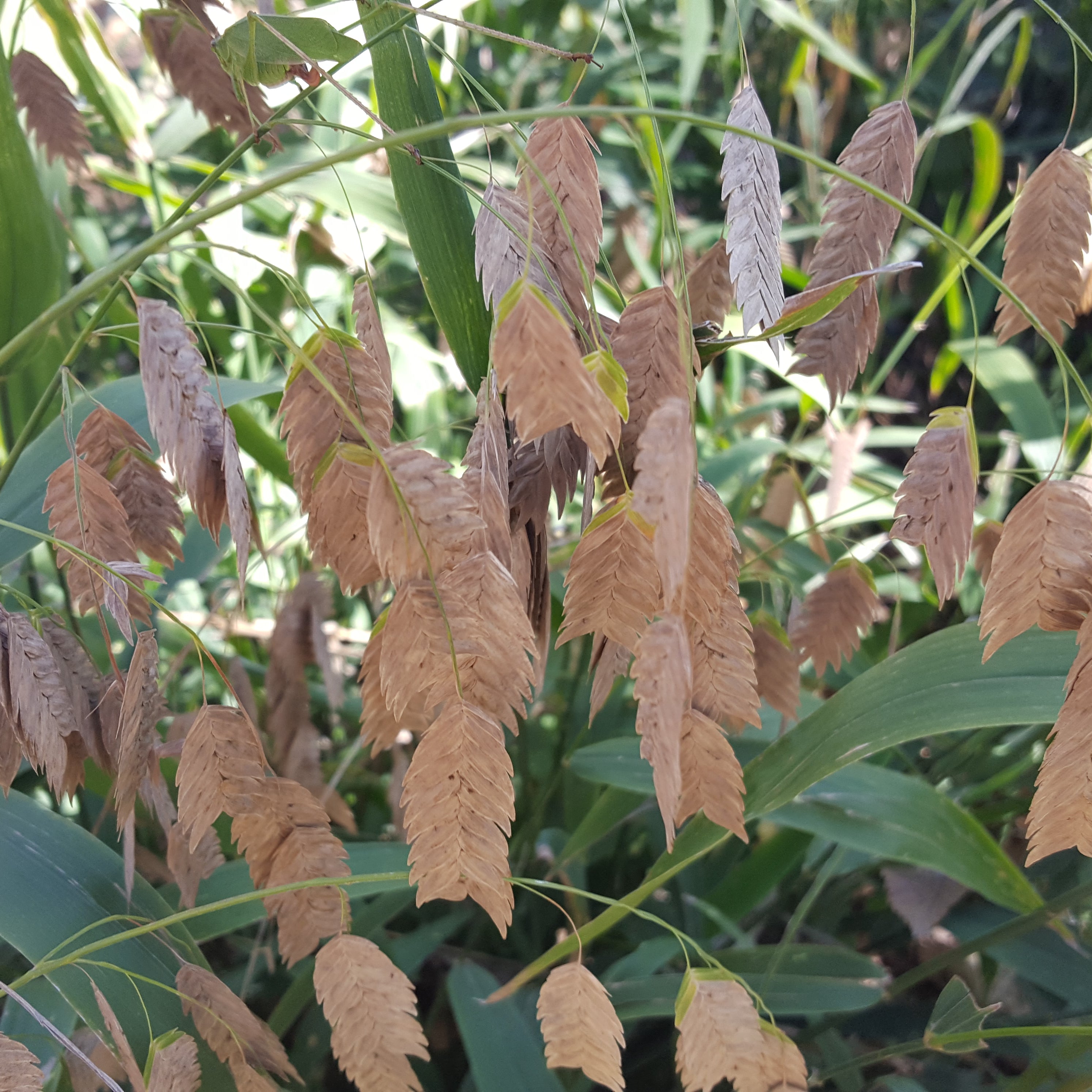 Inland sea oats (Chasmanthium latifolium)
