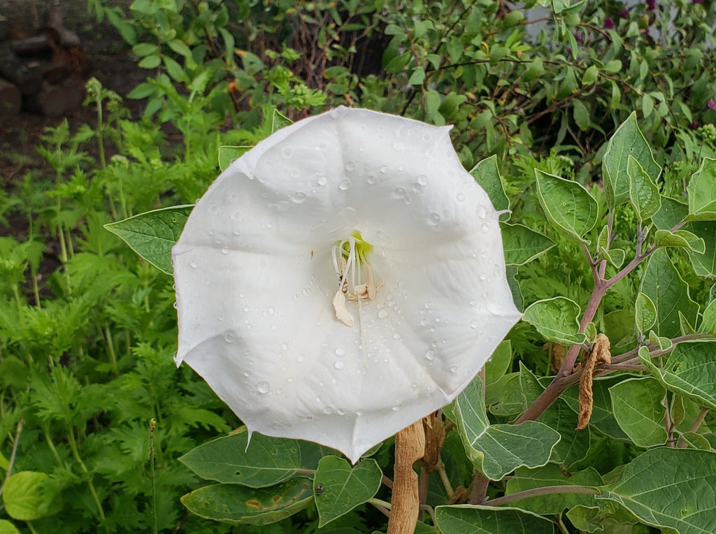 Flowers by color - white