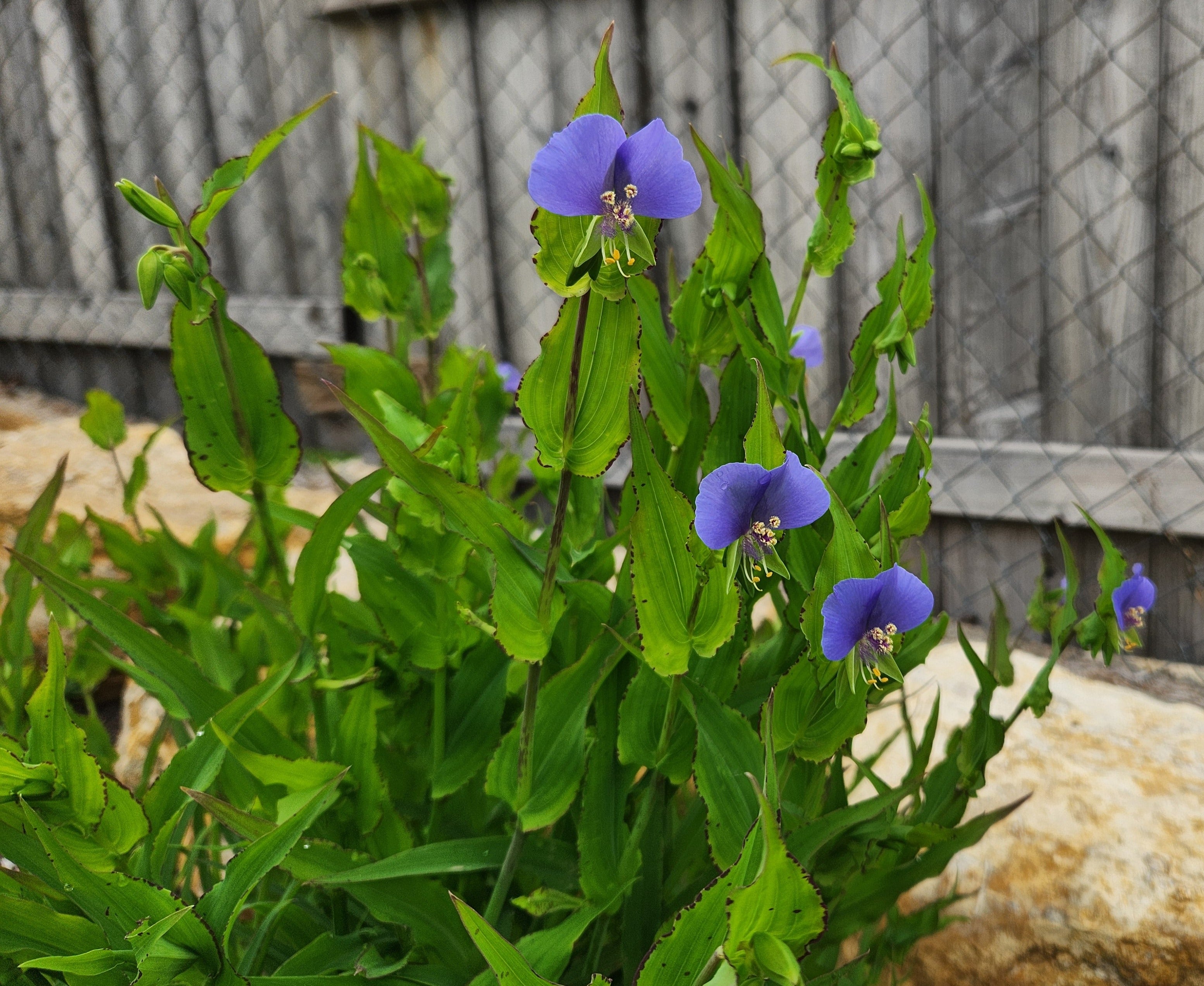 Tinantia anomala (False Dayflower)