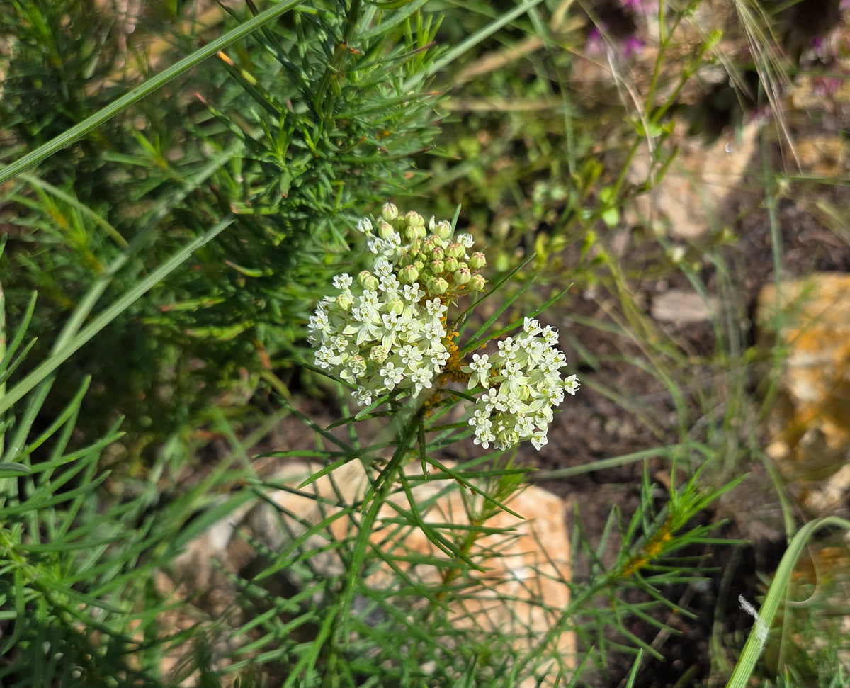 Asclepias verticillata (Whorled Milkweed)