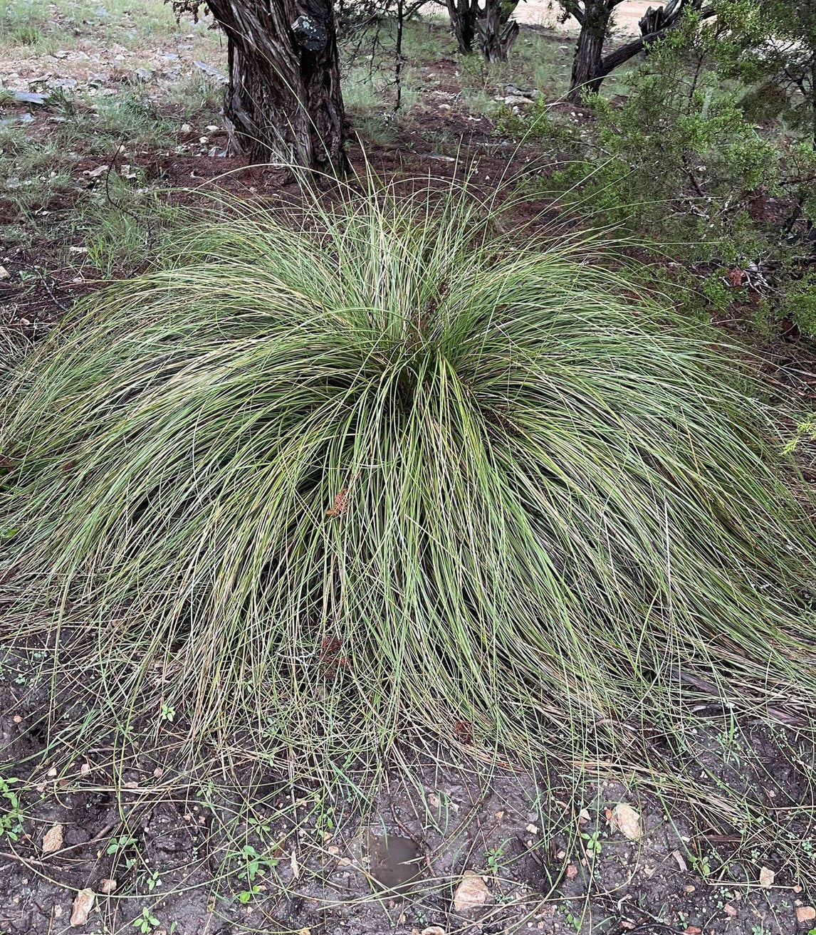 Nolina texana (Texas Beargrass)