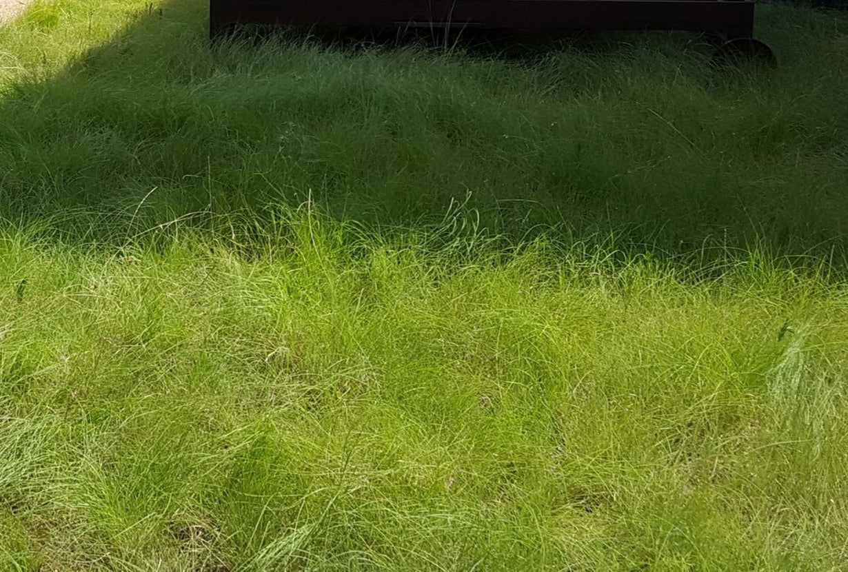 Bouteloua dactyloides (Buffalograss)