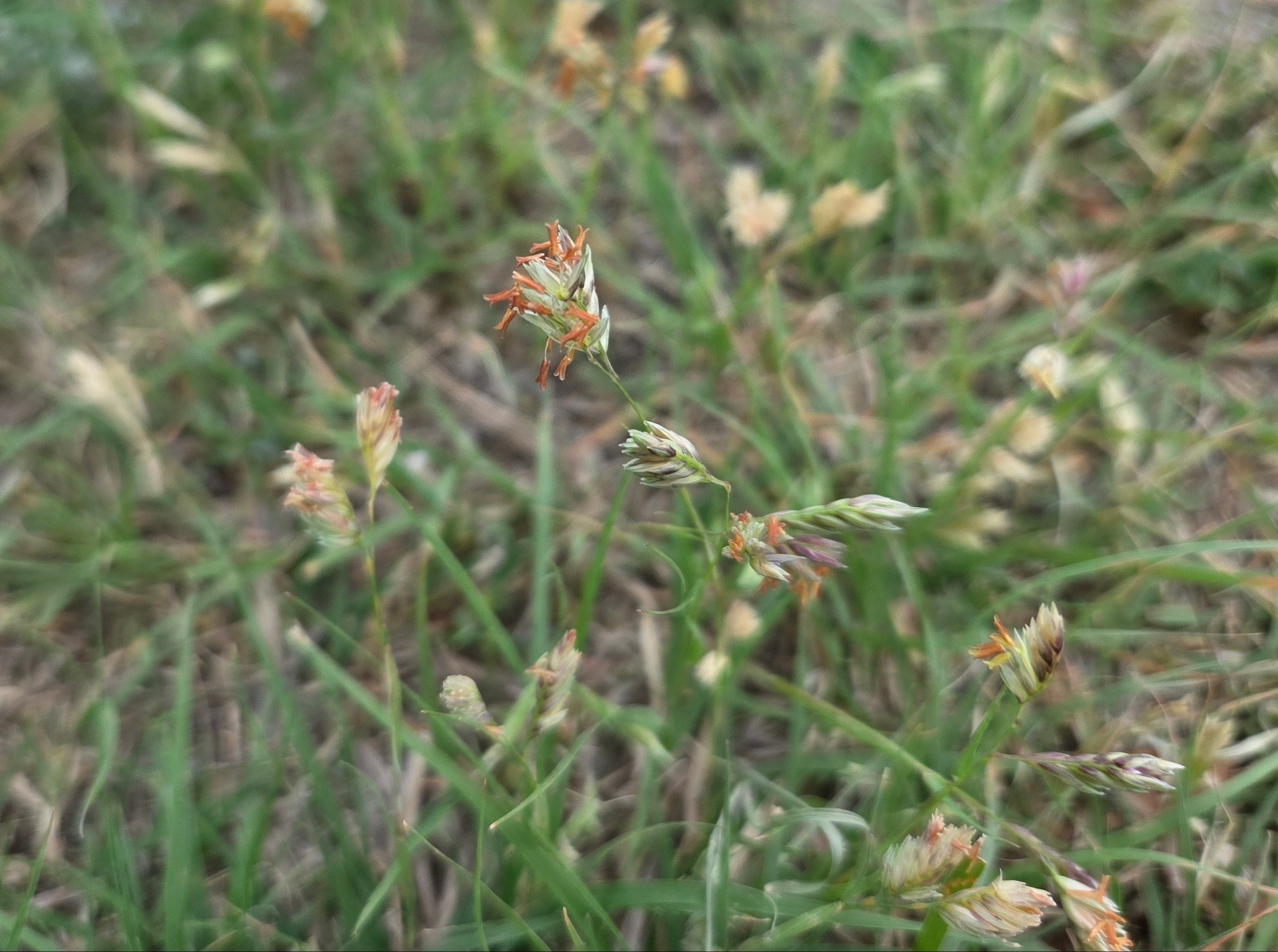 Bouteloua dactyloides (Buffalograss)