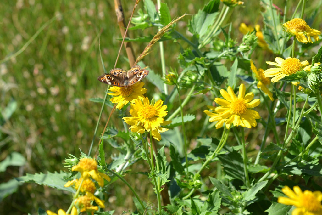 Cowpen Daisy Verbesina encelioides