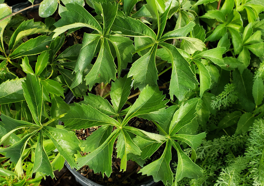 Virginia creeper (Parthenocissus quinquefolia)