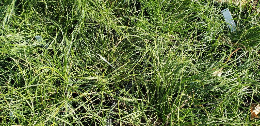 Texas Sedge (Carex texensis)
