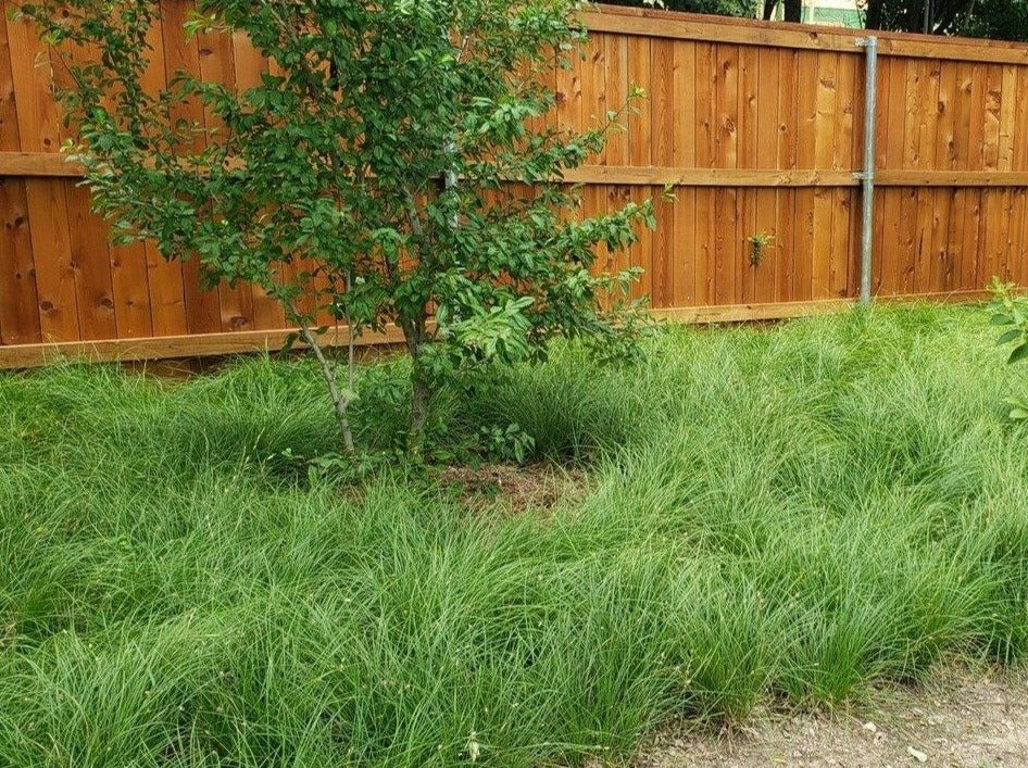 Carex perdentata (Meadow Sedge)