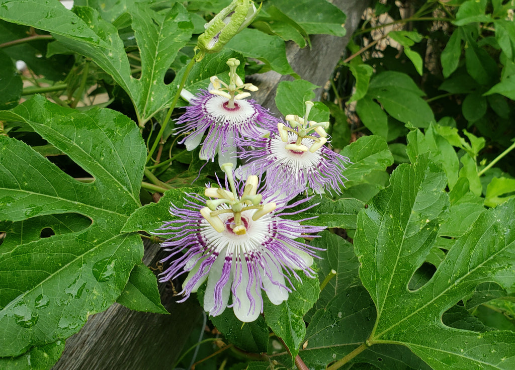 Passiflora incarnata (Purple Passion Flower)