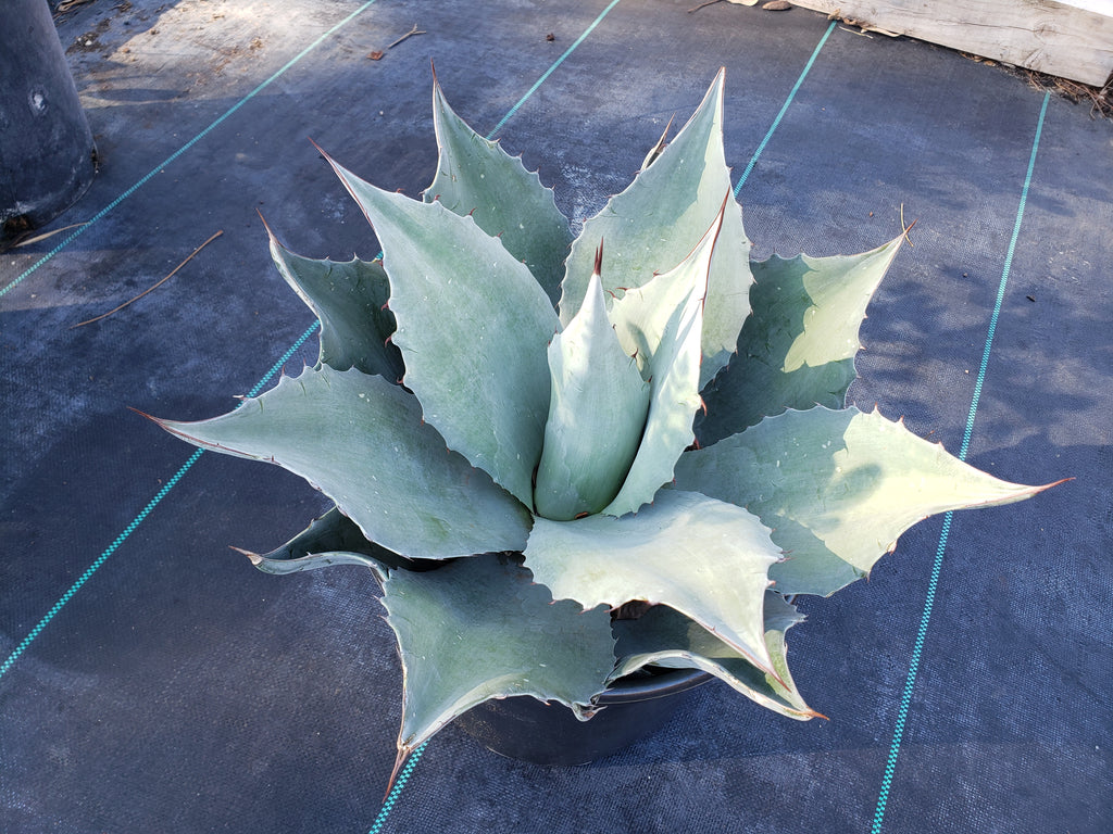 Agave ovatifolia 'Frosty Blue' (Whale's Tongue Agave 'Frosty Blue')