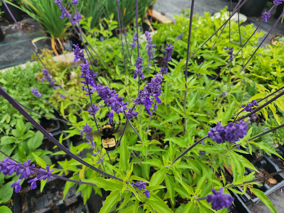 Salvia 'Henry Duelberg' (Salvia farinacea 'Henry Duelberg')