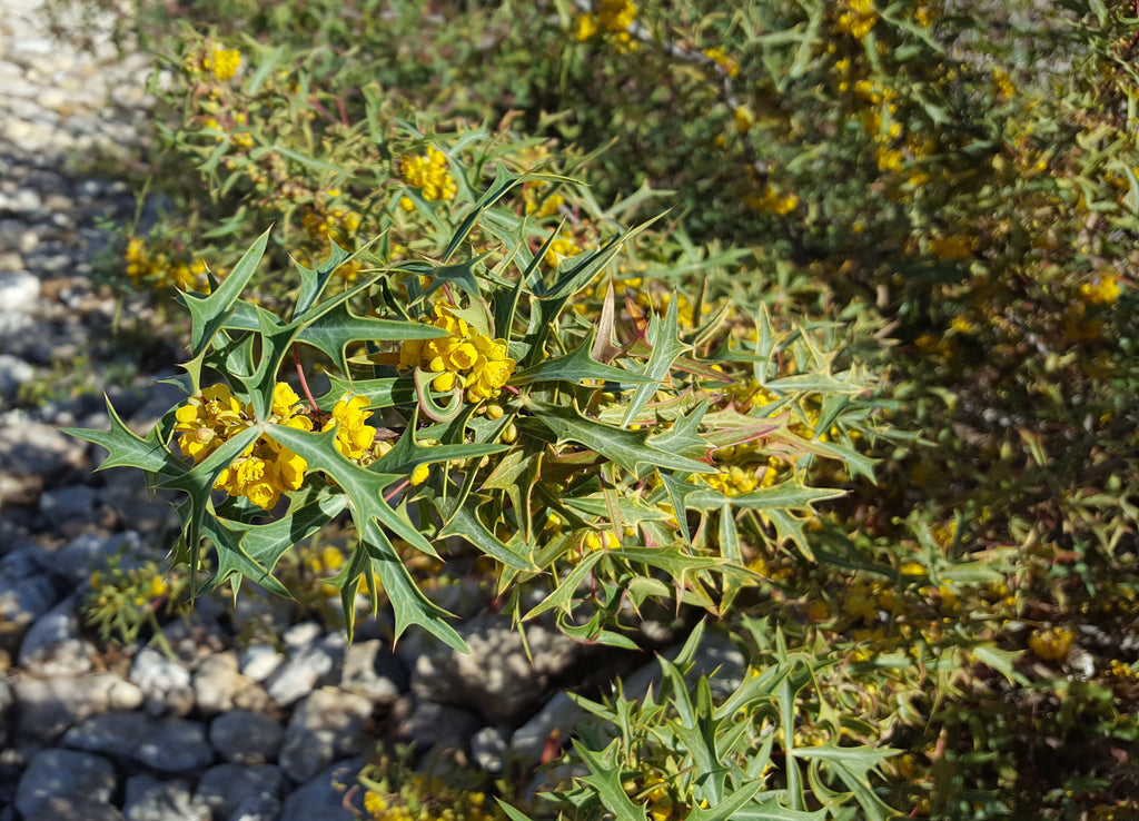 Agarita (Mahonia trifoliolata)