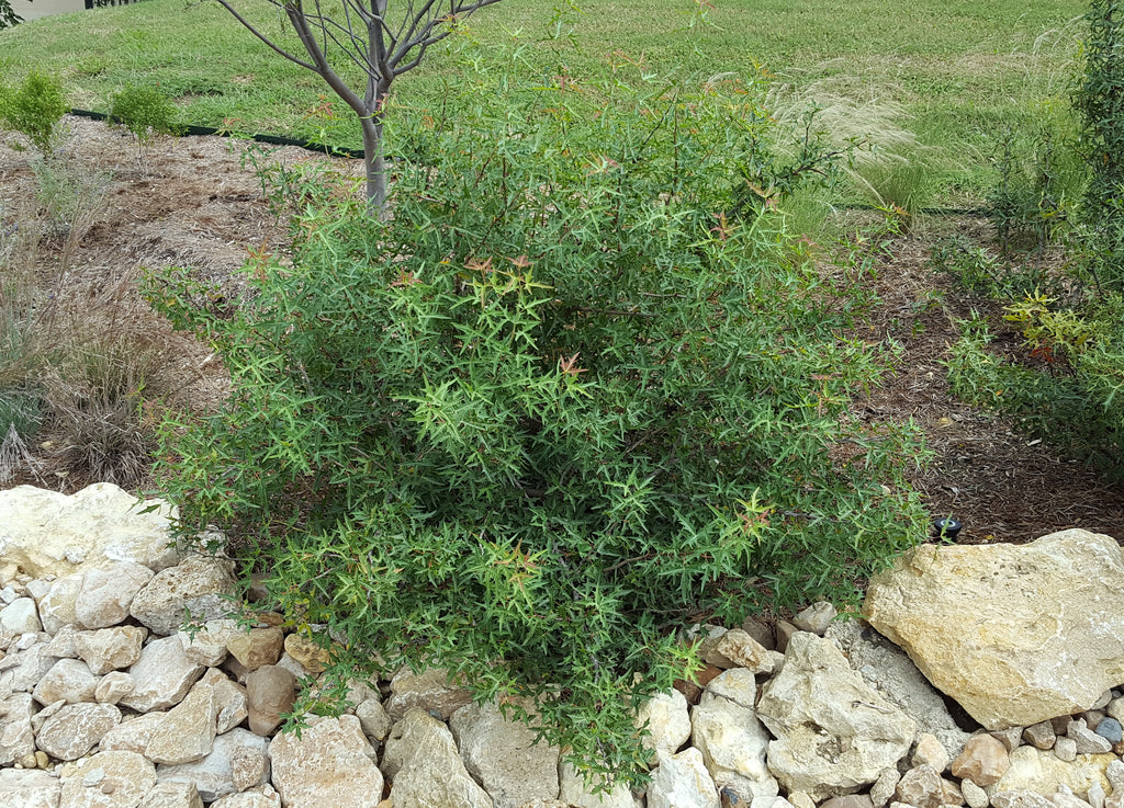 Agarita (Mahonia trifoliolata)