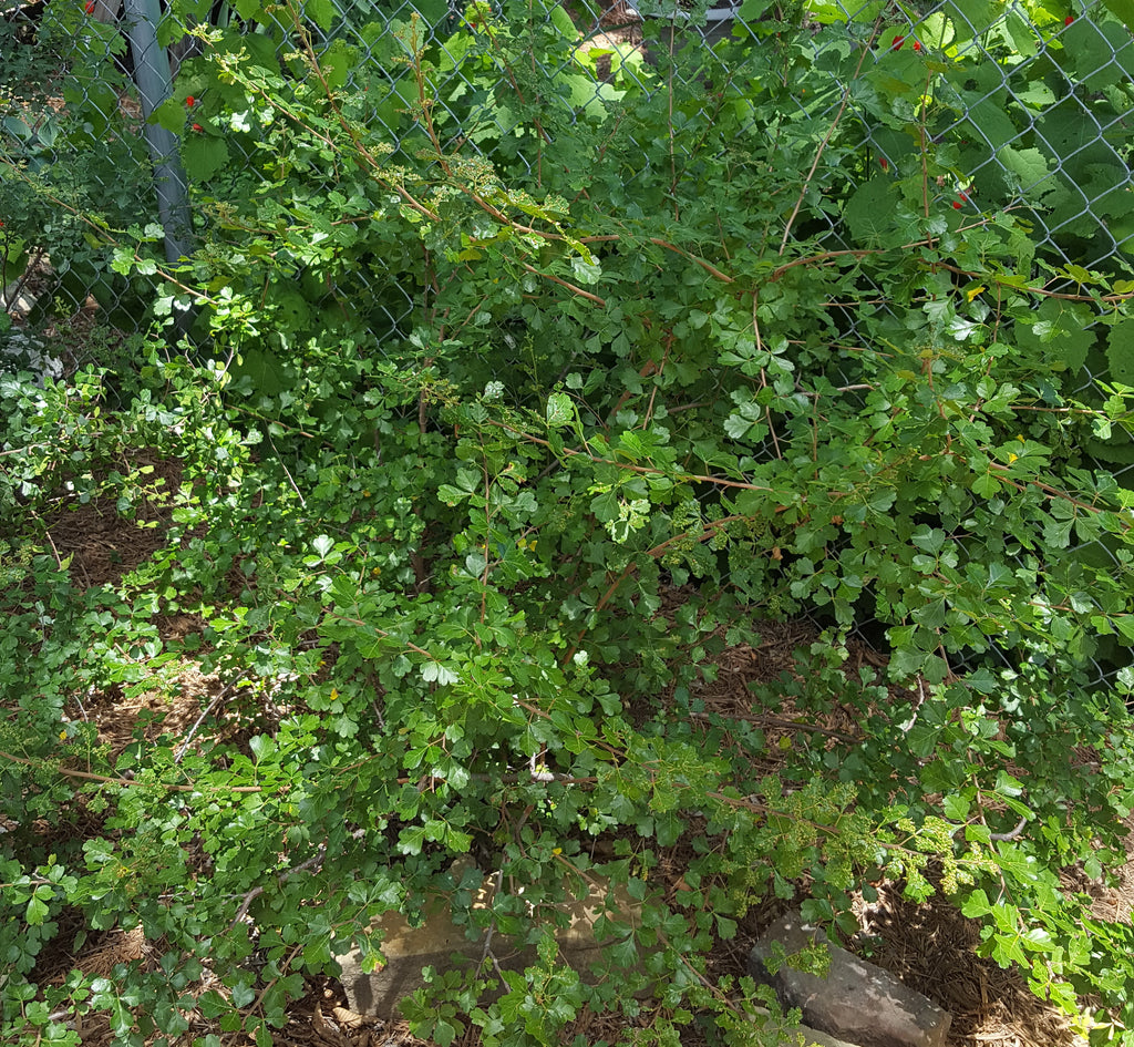 Sumac, aromatic (Rhus aromatica)
