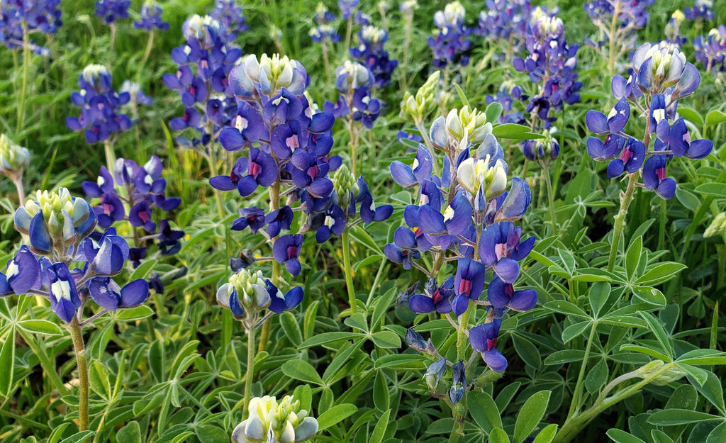 Texas Bluebonnets (Lupinus texensis)