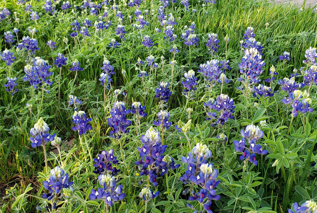 Texas Bluebonnets (Lupinus texensis)