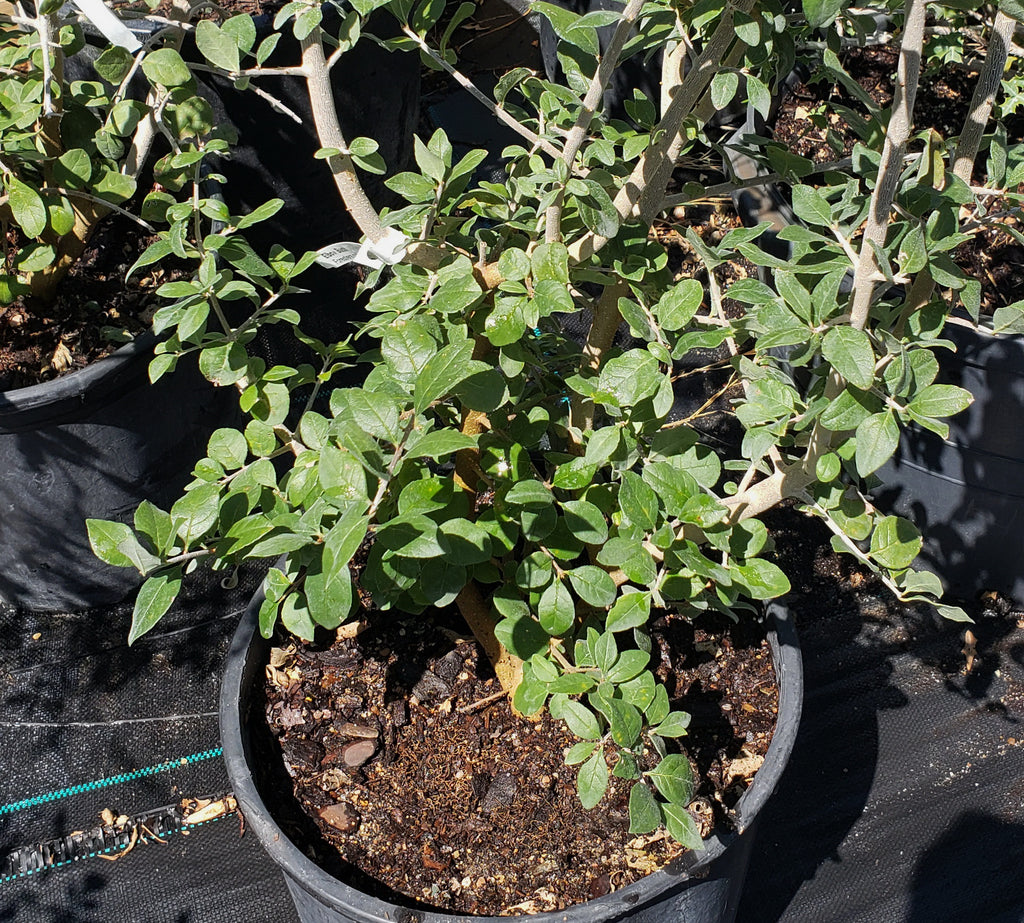 Elbow bush (Forestiera pubescens)