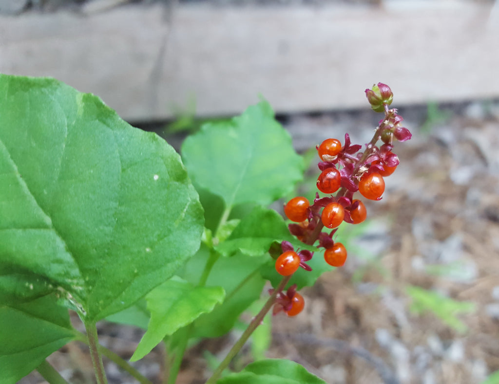 Pigeonberry (Rivina humilis)