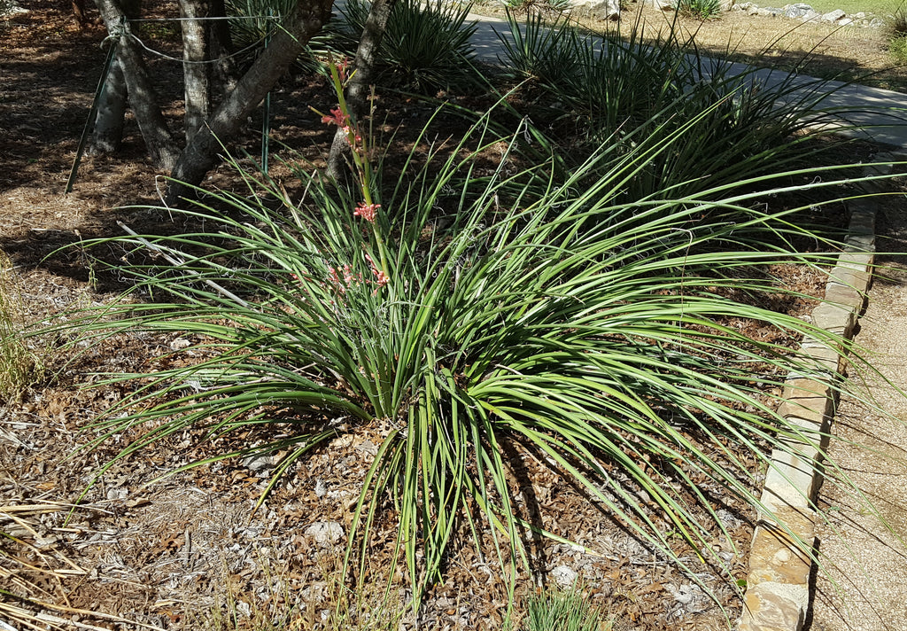 Yucca, Red (Hesperaloe parviflora)