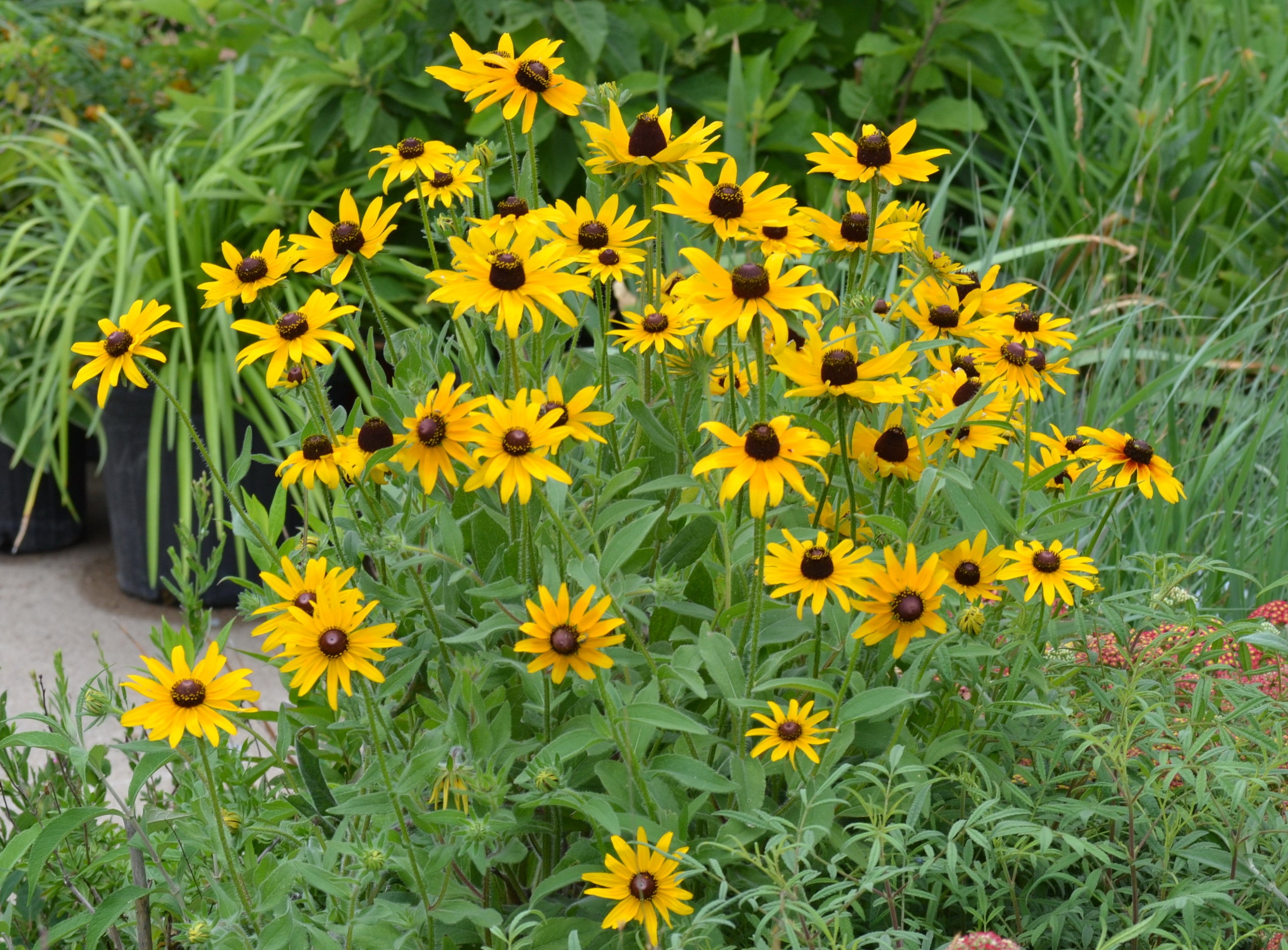 Rudbeckia hirta (Black-eyed Susan)