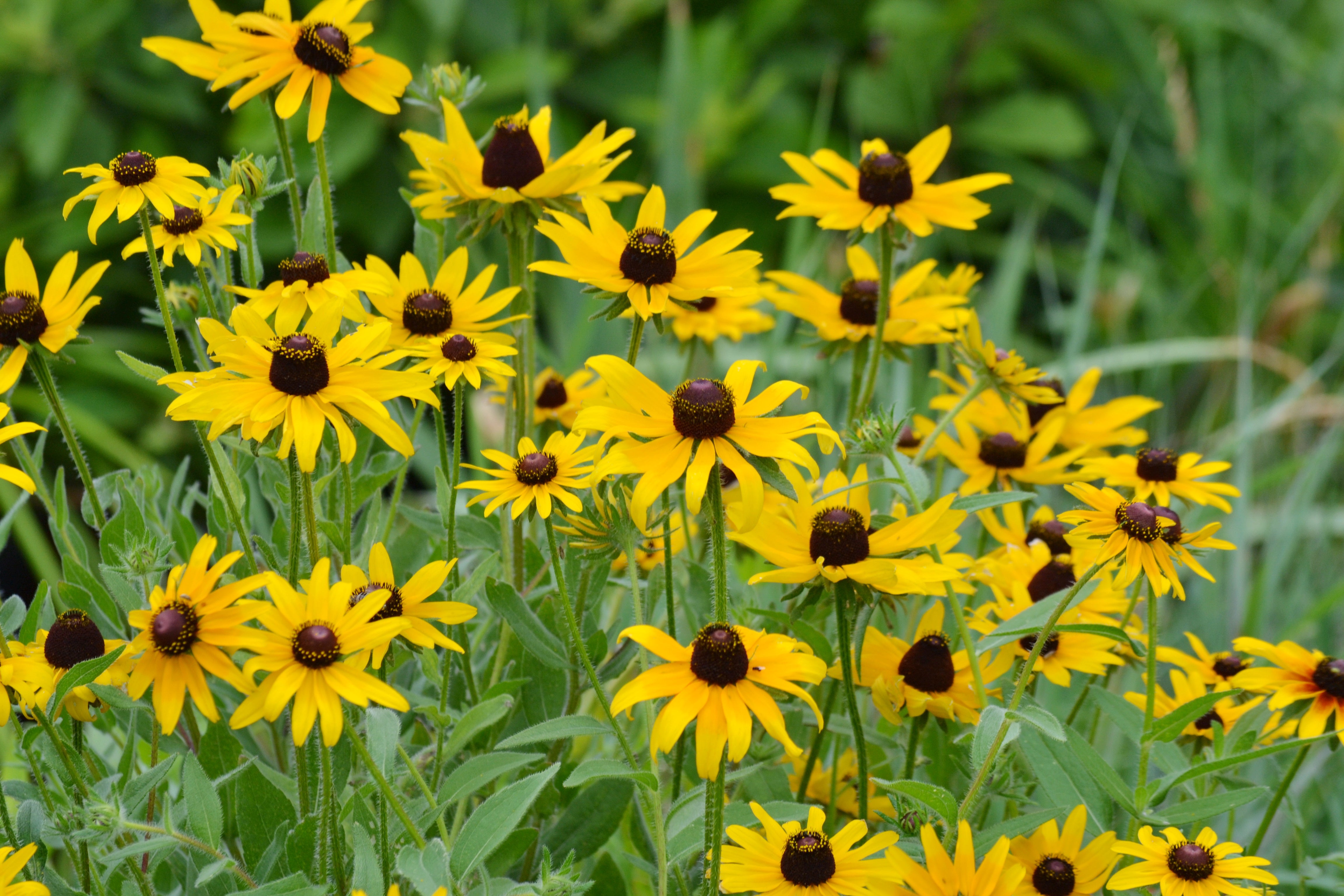Rudbeckia hirta (Black-eyed Susan)