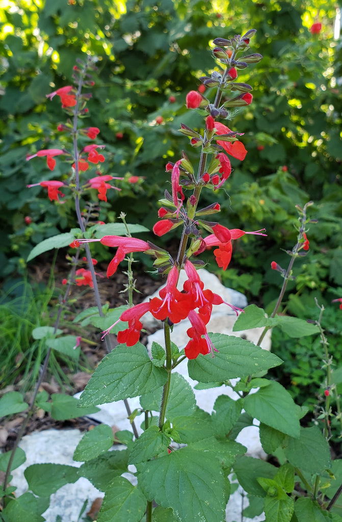 Scarlet Sage (Salvia coccinea)