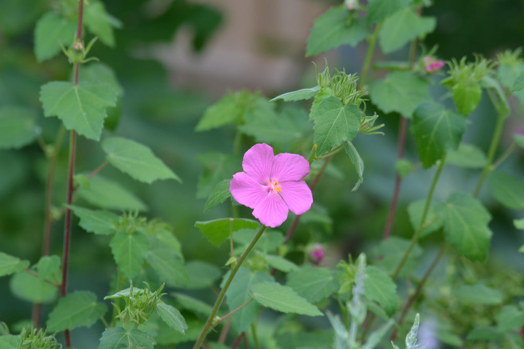 Texas rock rose (Pavonia lasiopetala)