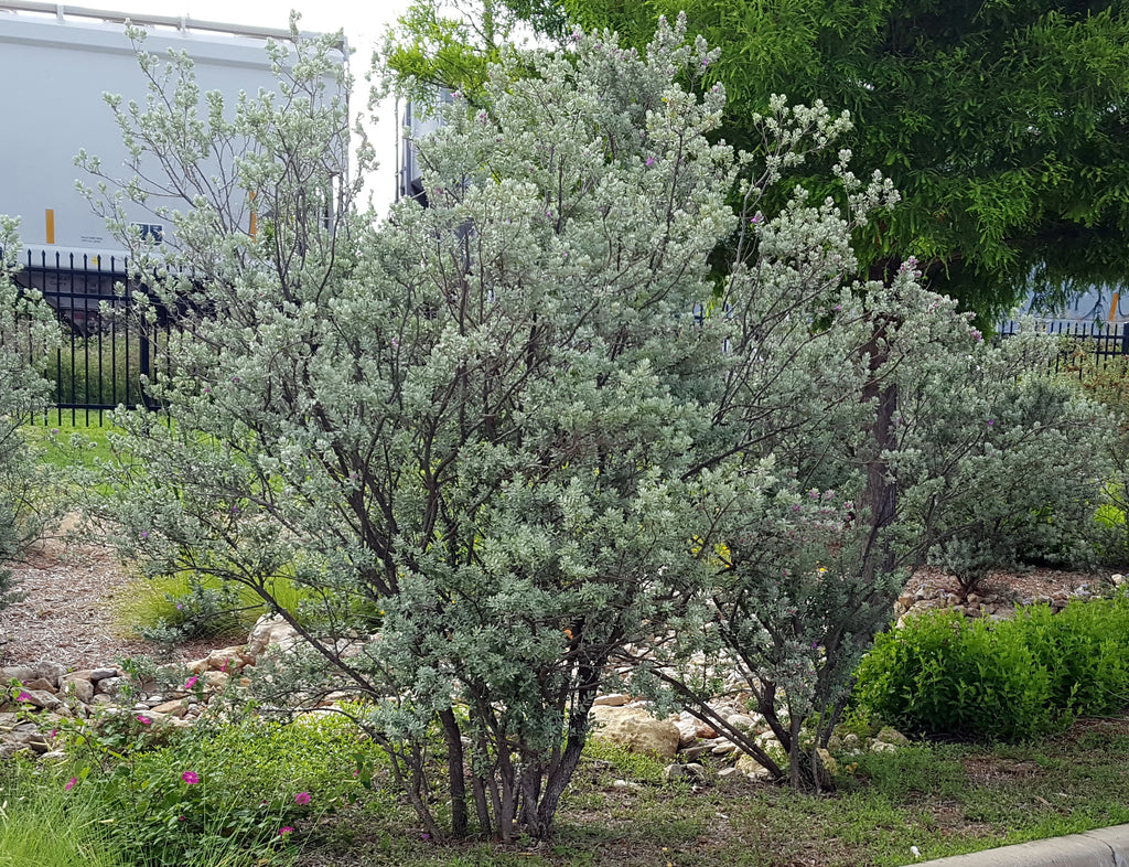 Texas sage (Leucophyllum frutescens)