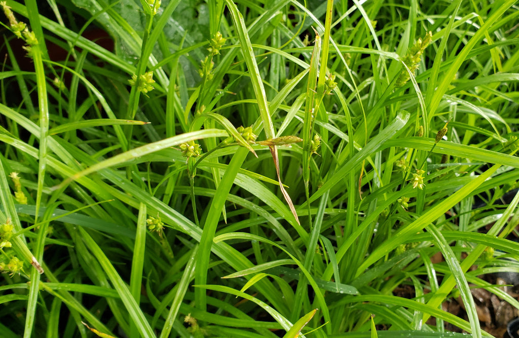 Woodland Sedge (Carex blanda)