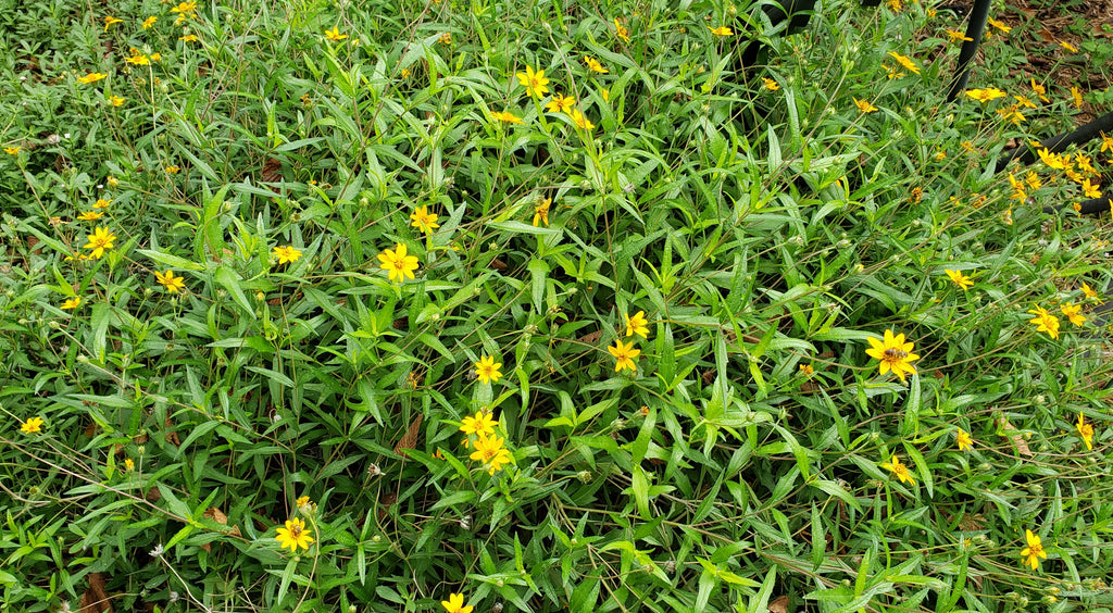 Zexmenia (Zexmenia hispida or Wedelia hispida)