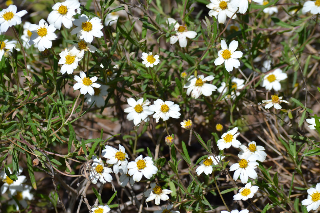 Blackfoot daisy (Melampodium leucanthum)