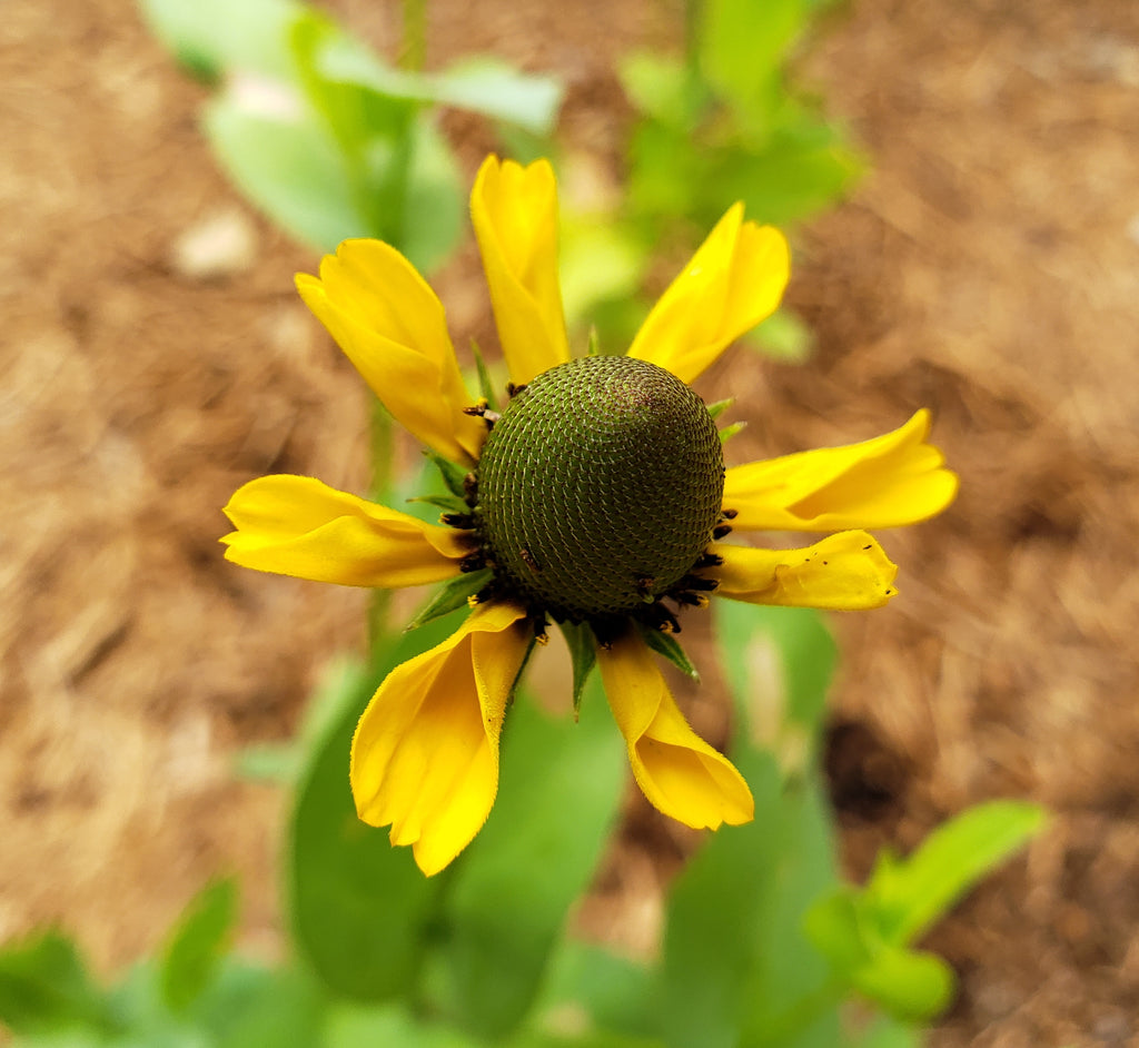 Clasping Coneflower (Dracopis amplexicaulis)